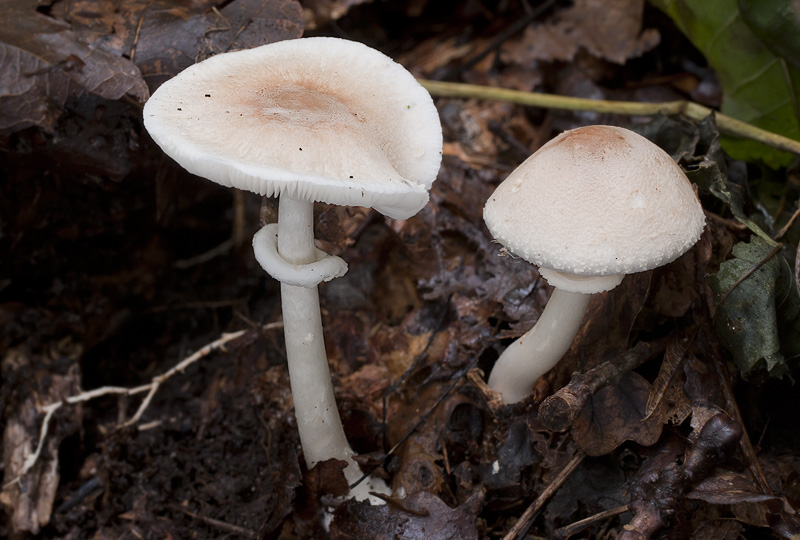 Leucoagaricus serenus